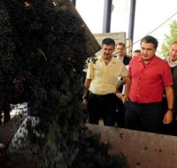 სააკაშვილის თქმით, ყურძნის ჩასაბარებელი ფასი საქართველოში 2 ლარამდე გაიზრდება 