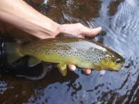 ნაკადულის კალმახის საშენში ქვირითობის პერიოდია ნაკადულის კალმახის საშენში ქვირითობის პერიოდია